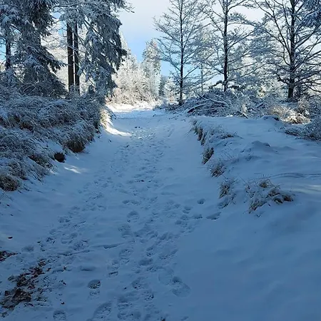 Pastelowy Daire Gluszyca